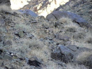 Can you spot the elusive snow leopard? Yes, there really is one there!Image courtesy of Kim Murray, the Snow Leopard Trust’s Assistant Director of Science