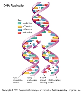 To make new copies of your DNA code, the DNA-helix is first "unzipped". Each half will then be the template for a new, complementary strand. Biological machines inside the cell put the corresponding bases onto the split molecule and also "proof-read" the result to find and correct any mistakes. The final result is two exact copies of the original DNA molecule!