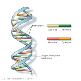 DNA is organised as two long strands of bases which twist around one another to form a double helix. DNA bases pair up with each other, A always with T and C always with G, to form units called base pairs. This is all held together by a sugar-phosphate backbone. The structure of the double helix is somewhat like a ladder, with the base pairs forming the ladder’s rungs and the sugar and phosphate molecules forming the vertical sides.