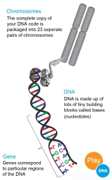 playdna dna genes chromosomes